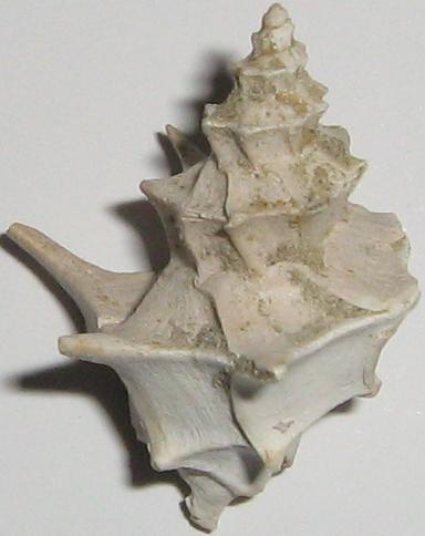 Calcarata calcarata (Brocchi, 1814) pliocene - Toscana